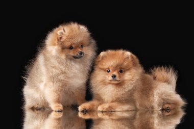 siyah arka plan üzerine iki pomeranian kukla