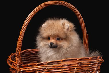 siyah arka plan üzerine Pomeranian köpek yavrusu