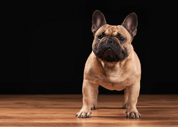 Bulldog francés cachorro sobre fondo negro con textura de madera — Foto de Stock