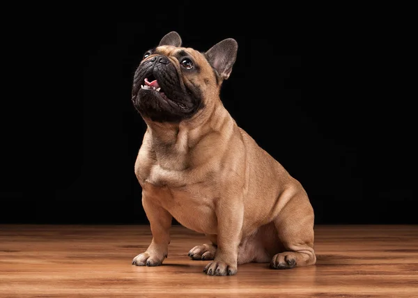 Bulldog francés cachorro sobre fondo negro con textura de madera —  Fotos de Stock