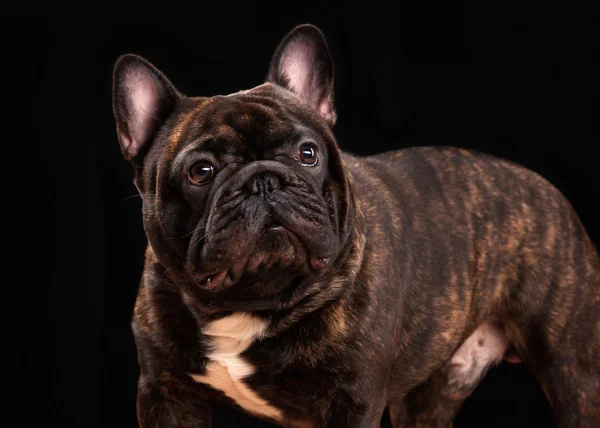 Chiot bulldog français sur fond noir — Photo