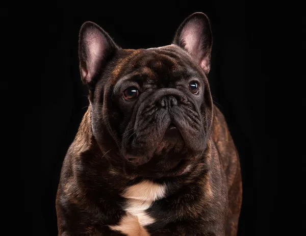 Bulldog francés cachorro sobre fondo negro — Foto de Stock