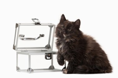 Kaplumbağa siberian kedi beyaz zemin üzerine