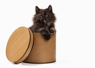 Kaplumbağa siberian kedi beyaz zemin üzerine