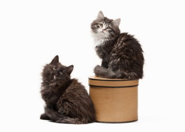 Kaplumbağa siberian kedi beyaz zemin üzerine