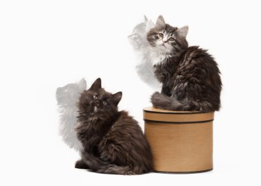 Kaplumbağa siberian kedi beyaz zemin üzerine