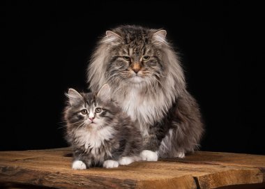ahşap doku siyah zemin üzerine Siberian kedi