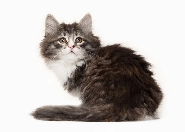 Tortoise siberian kitten on white background — Stock Photo, Image