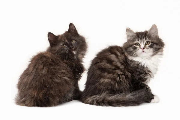 Tortoise siberian kitten on white background — Stock Photo, Image