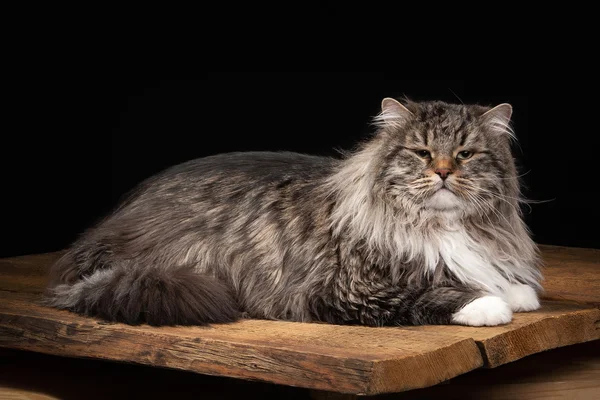 Siberian cat on black background with wooden texture — Stock Photo, Image