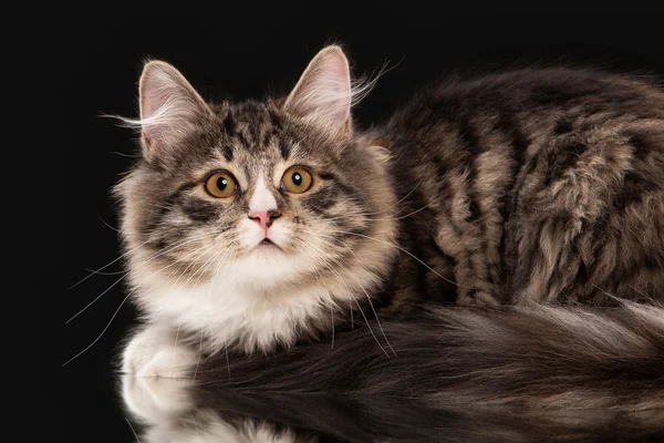 Tortue chaton sibérien sur fond noir — Photo