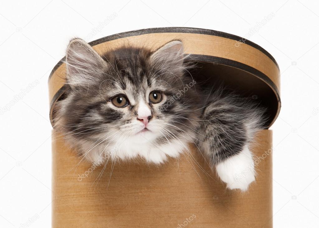 Tortoise siberian kitten on white background