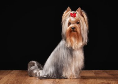 ahşap doku ile tabloda teriyer köpek yavrusu