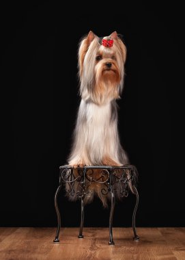 ahşap doku ile tabloda teriyer köpek yavrusu