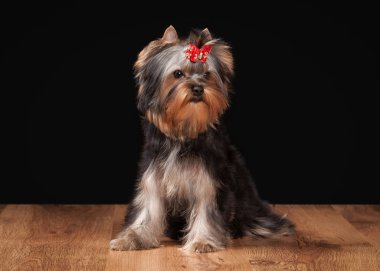 ahşap doku ile tabloda teriyer köpek yavrusu