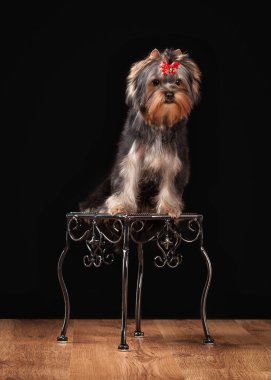 ahşap doku ile tabloda teriyer köpek yavrusu