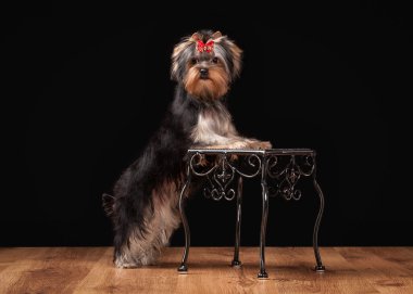 ahşap doku ile tabloda teriyer köpek yavrusu