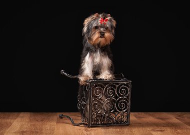 ahşap doku ile tabloda teriyer köpek yavrusu