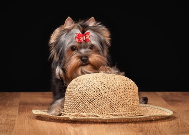 ahşap doku ile tabloda teriyer köpek yavrusu