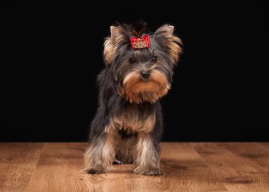 ahşap doku ile tabloda teriyer köpek yavrusu