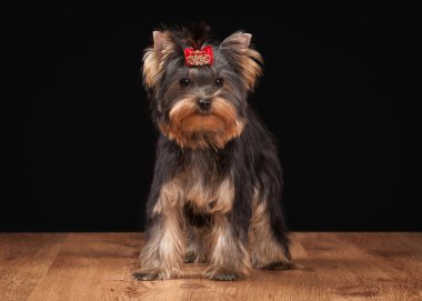 ahşap doku ile tabloda teriyer köpek yavrusu