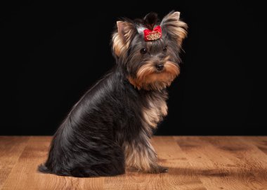ahşap doku ile tabloda teriyer köpek yavrusu