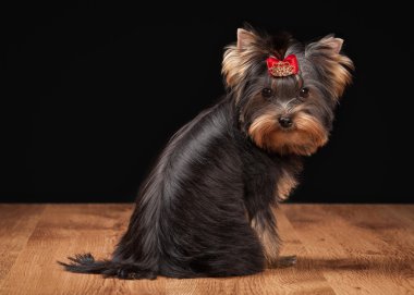 ahşap doku ile tabloda teriyer köpek yavrusu