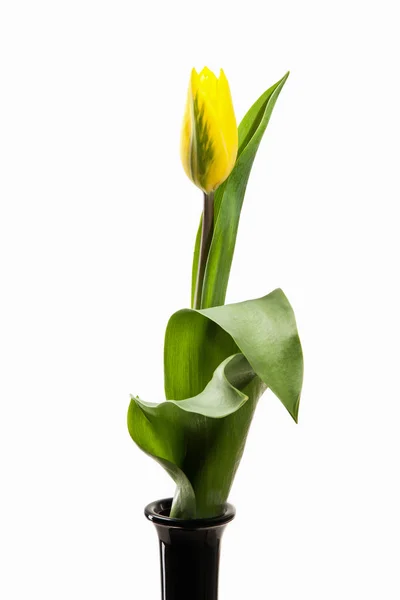 Желтый тюльпан на белом фоне — стоковое фото