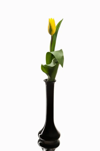 Желтый тюльпан на белом фоне — стоковое фото