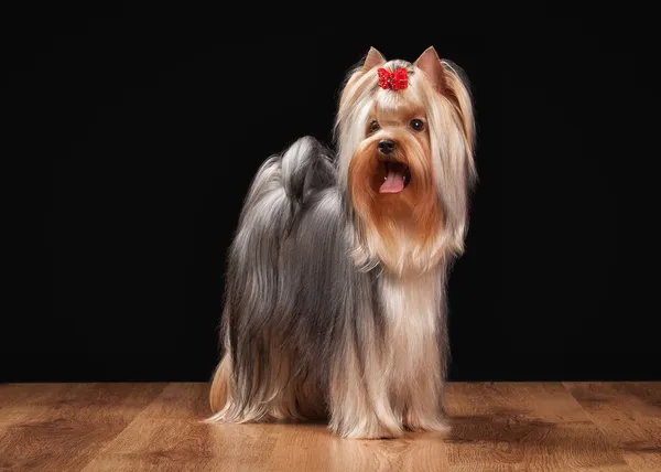 Yorkie cachorro en la mesa con textura de madera —  Fotos de Stock