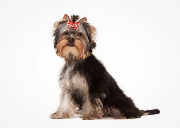 Yorkie welpe auf weißem hintergrund — Stockfoto