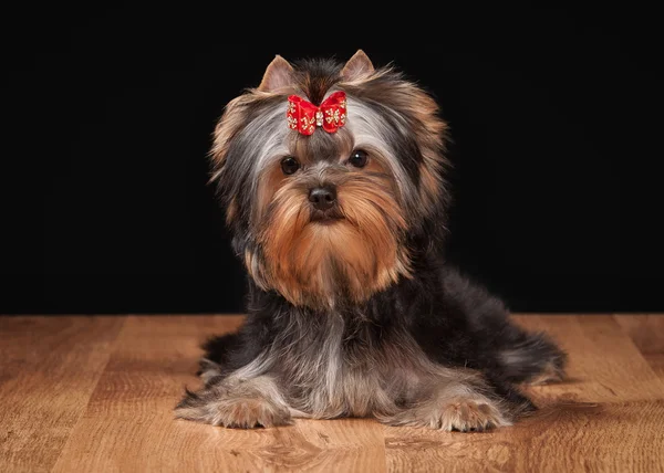 Yorkie puppy on table with wooden texture — Stock Photo, Image