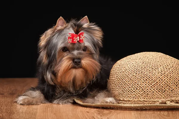 Yorkie štěně na stůl s dřevěnou texturou — Stock fotografie