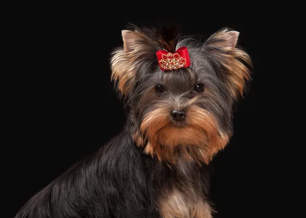 Yorkie cachorro en la mesa con textura de madera — Foto de Stock