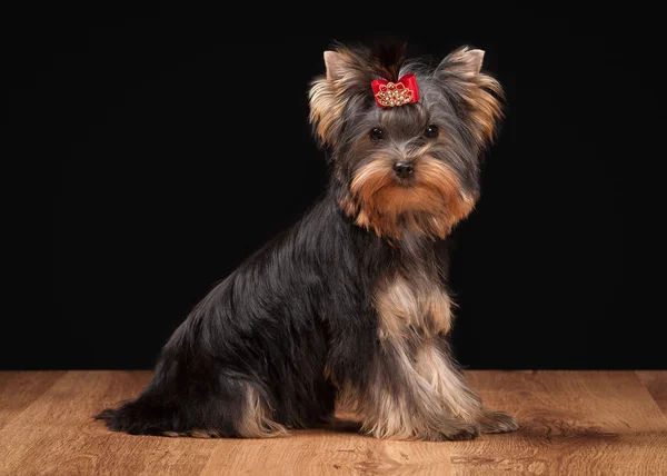 Cucciolo di yorkie sul tavolo con texture in legno — Foto Stock