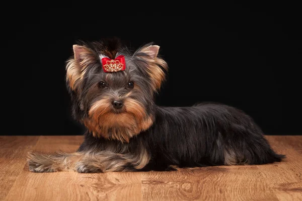 Yorkie puppy on table with wooden texture — Stock Photo, Image