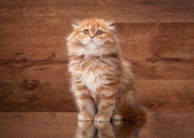 ayna ve ahşap doku üzerinde kırmızı yayla yavru kedi