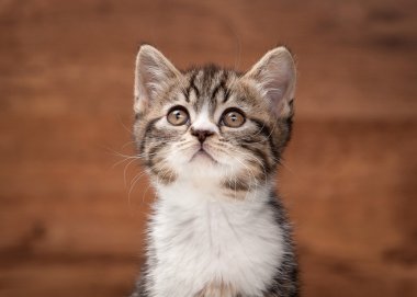 ayna ve ahşap doku İskoç düz yavru kedi