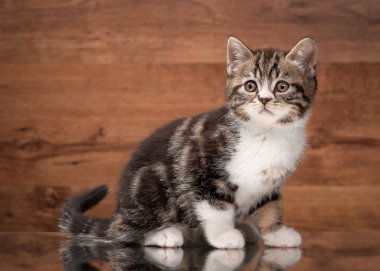ayna ve ahşap doku İskoç düz yavru kedi