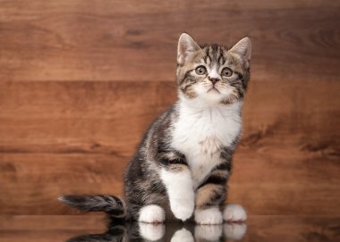 ayna ve ahşap doku İskoç düz yavru kedi