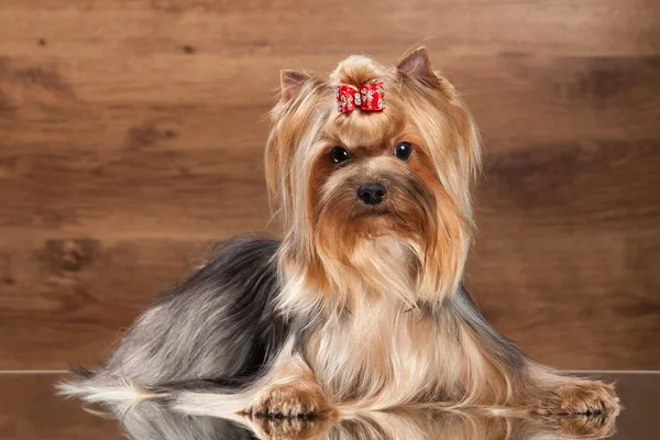 Cachorro joven yorkie en la mesa con textura de madera — Foto de Stock