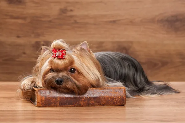 Cachorro joven yorkie en la mesa con textura de madera — Foto de Stock