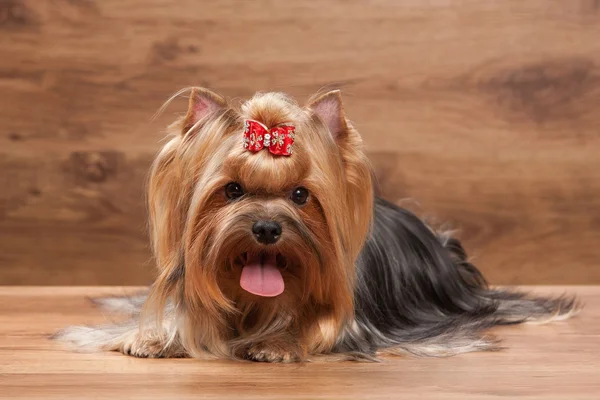 Ung yorkie hvalp på bordet med træ tekstur - Stock-foto