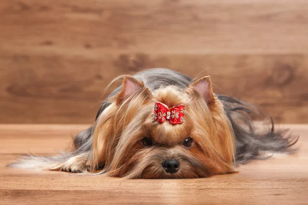 Young yorkie puppy on table with wooden texture — Stock Photo, Image