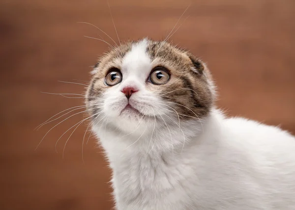 Gatito pliegue escocés en espejo y textura de madera — Foto de Stock