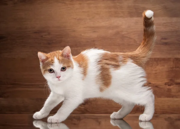 Gatito rojo de las tierras altas en espejo y textura de madera — Foto de Stock