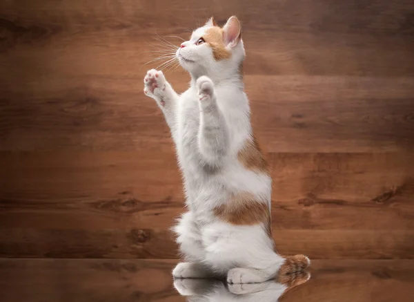 Gattino altopiano rosso su specchio e texture in legno — Foto Stock