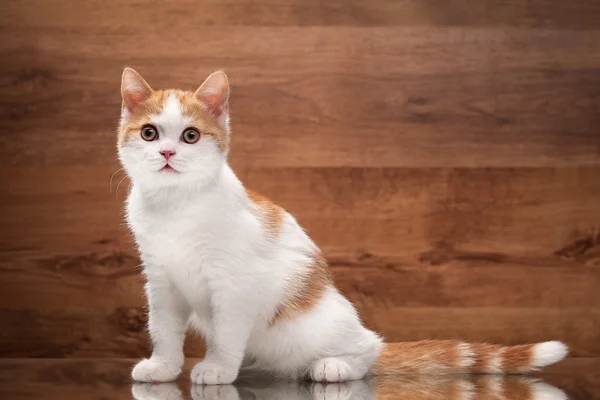 ミラーと木製の質感に赤いハイランド子猫 — ストック写真