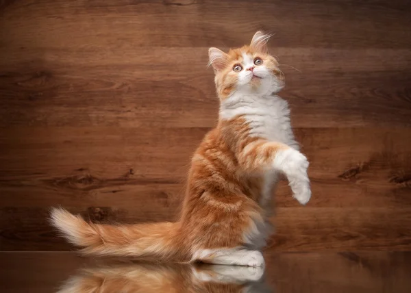 Red highland kitten on mirror and wooden texture — Stock Photo, Image