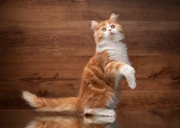 Gatito rojo de las tierras altas en espejo y textura de madera — Foto de Stock